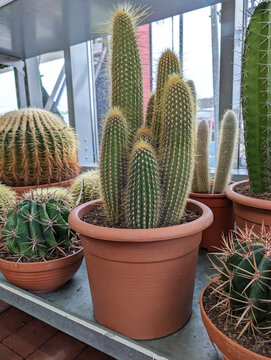 Assortment of Cactus Plants in Pots at Garden Center or Shopping Mall Store