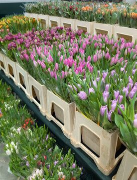 Huge variety of colorful tulips in crates at a flower shop for Womens Day