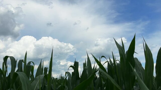 Green corn stalks with leaves blowing in the wind against blue sky with clouds 