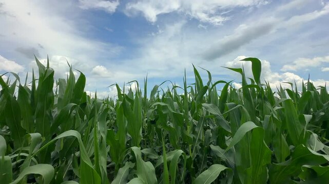 Panoramic view of an agricultural field with growing corn stalks and blue sky above