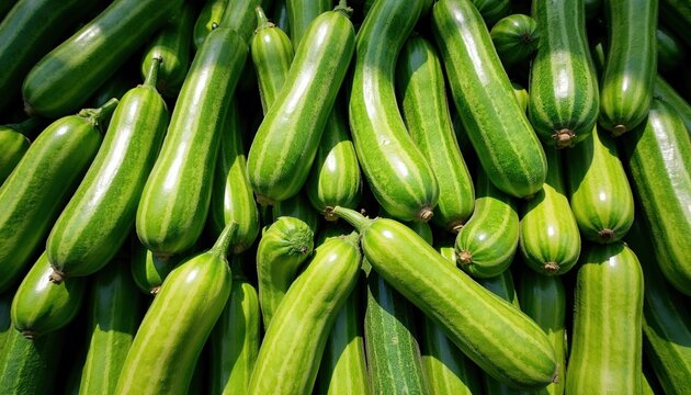 Pile of fresh green ivy gourd vegetables on display at outdoor market. Raw tindora harvest stacked for sale in sunlight. Organic coccinia grandis produce for healthy vegan cooking. Natural farm food