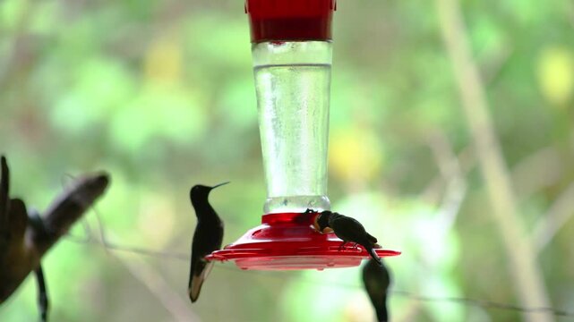 Silhouettes of Brilliant Green-crowned and Sparkling Violetear hummingbirds feeding at a nectar feeder in Mindo, Ecuador, their dark outlines contrasting with the cloud forest background.