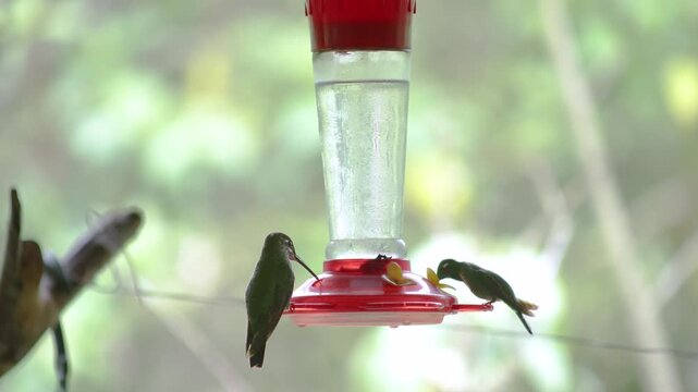 Mindo, Ecuador &ndash; June 27, 2026: A pair of Green-crowned Brilliant hummingbirds (Heliodoxa jacula) feed at a nectar feeder amidst a lush cloud forest.