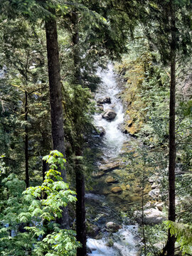 Washington state lush forest woods with mountain stream flowing during early summer season in portrait layout
