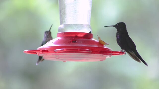 A colorful seven-colored hummingbird drinking nectar from a hanging feeder; a species often seen in Mindo, Ecuador.