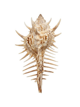 Spiky murex sea shell with long thin spikes isolated on transparent background