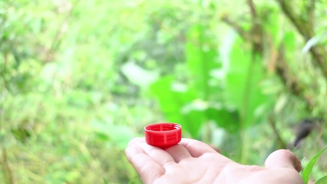 A colorful, seven-colored hummingbird drinking nectar from a small cup held in a person's hand while in flight; a species often seen in Mindo, Ecuador.
