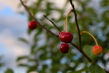 Ripe red cherries hang on thin tree branches against a blurred evening sky. The natural garden macro shot captures the glossy texture of the fruits and the freshness of summer vegetation in the rays o © Олег Струс