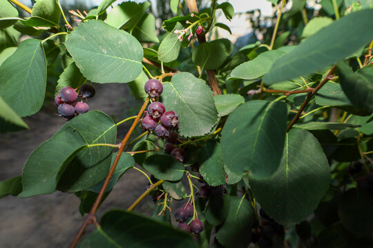 Ripe purple shadberries grow densely on thin shrub branches among large green leaves. The natural summer macro shot captures the fruit texture and freshness of garden vegetation under soft daylight.