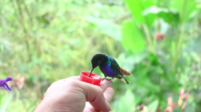 A colorful, seven-colored hummingbird drinking nectar from a small cup held in a person's hand; a species often seen in Mindo, Ecuador.
