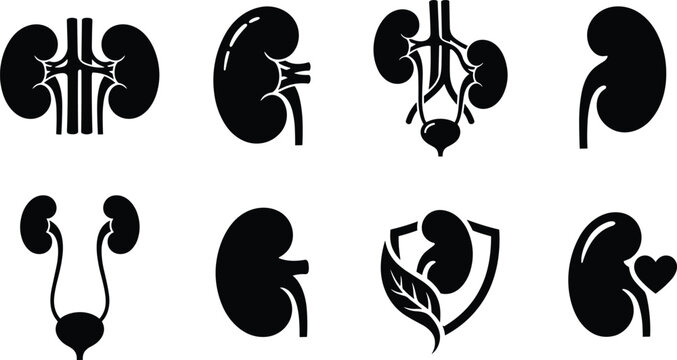 Human Kidney and Urinary System Anatomy Black Silhouette Medical Vector Icon Set
