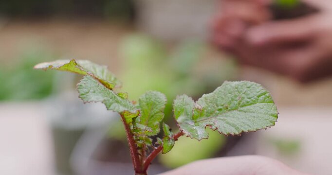 Woman holding rotating cutting showing red stem and serrated leaves at patio preparing for planting