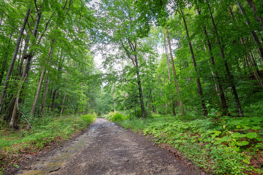 gravel road through deciduous forest in summer. primeval beech woodland of transcarpathia. travel background for carpathian countryside of ukraine