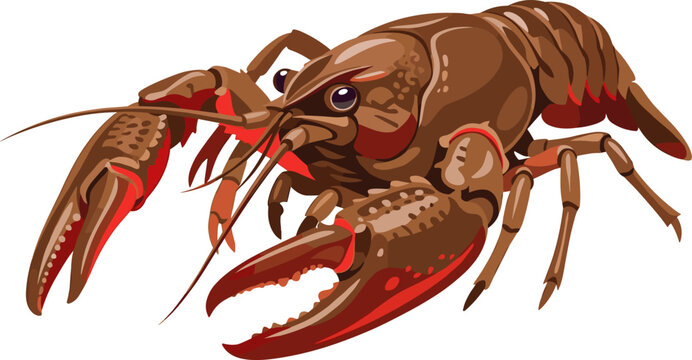 Detailed lobster illustration showing large claws and brown shell anatomy on white.