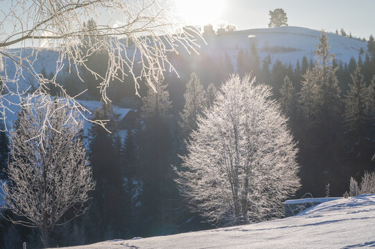 Sunny day on bright winter landscape with trees