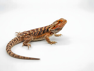 Fototapeta premium Bearded dragon lizard on white background