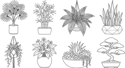 Vector line art set of indoor potted plants house plants succulents fern and bonsai tree isolated on white background © fulbabu