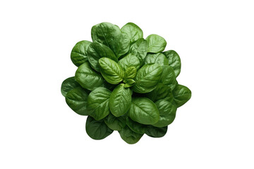 Fototapeta premium Fresh spinach leaves bundle, healthy organic green vegetable, raw food ingredient for diet and cooking, transparent background