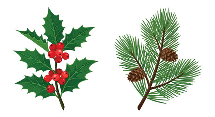 Holly branch and pine needles with cones vector illustration © SHANTI