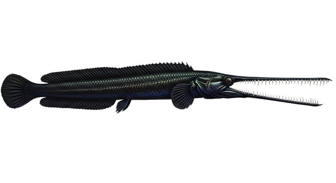 Alligator Gar fish with long snout and sharp teeth swimming in dark water prehistoric aquatic creature scientific illustration