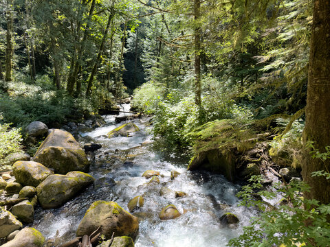Landscape of Washington state lush forest woods with mountain stream flowing during early summer
