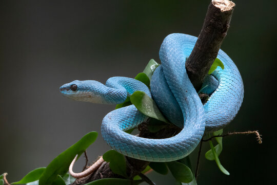 A White-lipped Pit Viper (Trimeresurus insularis) is coiled around a tree branch.