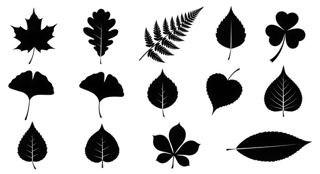 Black leaf silhouettes collection, set of 14 botanical tree and plant leaf icons, minimalist nature foliage shapes isolated on white background