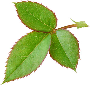 Beautiful Leaf for Rose flower focus stacking close up isolated