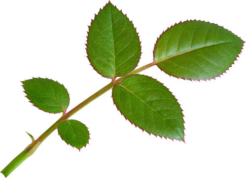 Beautiful Leaf for Rose flower focus stacking close up isolated