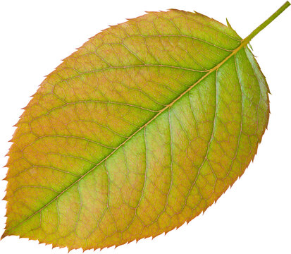 Beautiful Leaf for Rose flower focus stacking close up isolated