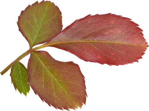 Beautiful Leaf for Rose flower focus stacking close up isolated