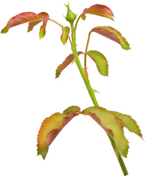 Beautiful Leaf for Rose flower focus stacking close up isolated