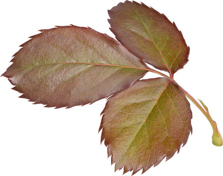 Beautiful Leaf for Rose flower focus stacking close up isolated