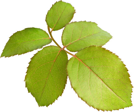 Beautiful Leaf for Rose flower focus stacking close up isolated