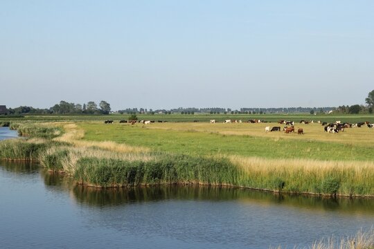 a rural landscape of a large herd of cattle grazing in a green meadow and a creek with water in front in the dutch countryiside in summer