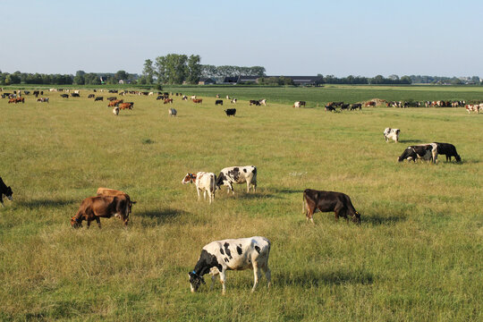 a big herd of cows in grazing in a green meadow in the dutch countryside in summer