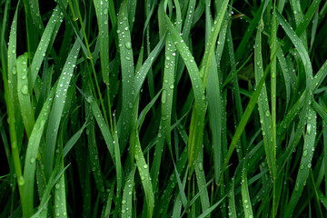 Fresh Green Grass with Water Droplets After Rain © Maryna