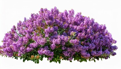 Obraz premium Purple Flower Shrubbery Isolated
