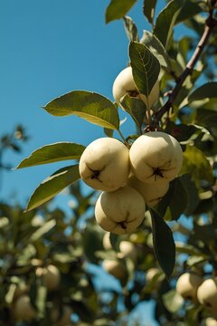 Low Angle View of White Wax Apples Against Bright Blue Sky