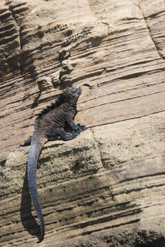 Galapagos Marine Iguana