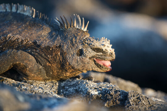 Galapagos Marine Iguana