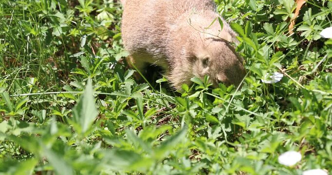 Close up of a black-tailed prairie dog foraging and eating in tall green grass