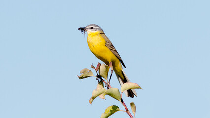 yellow and blue tit © lazalnik