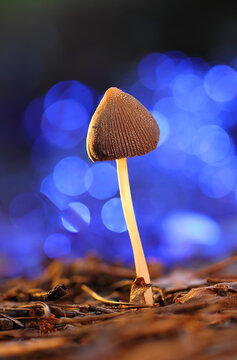 Liberty cap mushroom