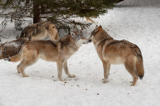 Grey Wolves (Canis lupus) Touch Muzzles at Deer Kill Winter