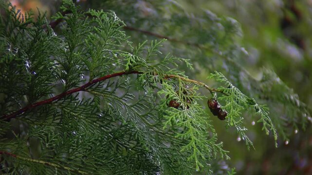 Close up of Japanese Hinoki cypress leaves and cones wet with water droplets in the rain, Chamaecyparis obtusa, 4K