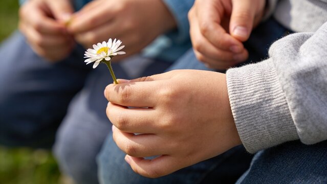 Child hands holding delicate white daisy flower closeup spring meadow soft natural light tender moment innocence friendship care kindness outdoor lifestyle blooming blossom fresh petals yellow center 