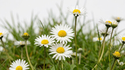 Fototapeta premium White Daisies with Yellow Centers, Close-Up on Green Background