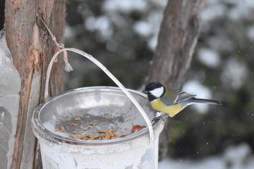 Great tit on a feeder in winter season in the park © Stan