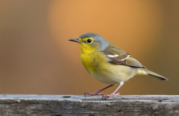 Fototapeta premium Small yellow bird with grey head perched on weathered wood. Tiny passerine fowl has fine feathers and beak. Willow warbler sits on fence post, observing surroundings.
